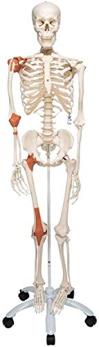 3B Scientific Menschliche Anatomie Skelett Leo - mit Gelenkbändern auf Metallstativ - Lebensgroß - A12 als Lernmodell oder Lehrmittel + kostenlose Anatomie App - 3B Smart Anatomy von 3B Scientific