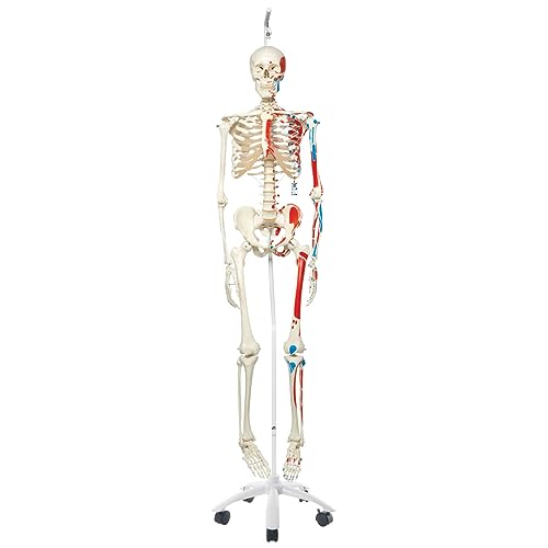 3B Scientific Menschliche Anatomie Skelett Max - mit Muskeldarstellung - Lebensgroß, mit Anatomiesoftware - A11 als Lernmodell oder Lehrmittel - 3B Smart Anatomy, Hängestativ, A11/1 von 3B Scientific