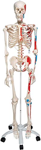 3B Scientific Menschliche Anatomie Skelett Max - mit Muskeldarstellung und Nummerierung - Lebensgroß, inkl. kostenlose Anatomie App - A11 als Lernmodell oder Lehrmittel - 3B Smart Anatomy von 3B Scientific