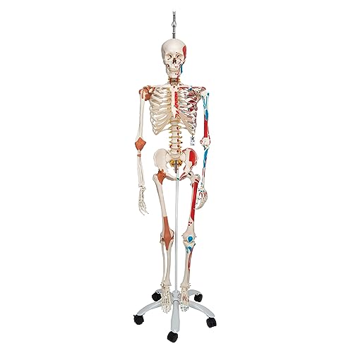 3B Scientific Menschliche Anatomie Skelett Sam -mit Muskeldarstellung, Bandscheibenvorfall, flexibler Wirbelsäule & Gelenkbändern inkl. kostenlose Anatomie App - A13/1 lebensgroß - 3B Smart Anatomy von 3B Scientific