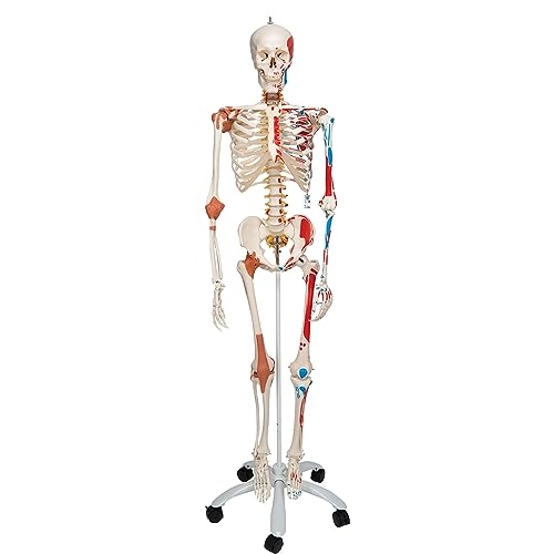 3B Scientific Menschliche Anatomie Skelett Sam -mit Muskeldarstellung, Bandscheibenvorfall, flexibler Wirbelsäule & Gelenkbändern inkl. kostenloser Anatomiesoftware - A13 lebensgroß - 3B Smart Anatomy 3B Scientific Menschliche Anatomie Skelett Sam -mit Muskeldarstellung, Bandscheibenvorfall, flexibler Wirbelsäule & Gelenkbändern inkl. kostenloser Anatomiesoftware - A13 lebensgroß - 3B Smart Anatomy von 3B Scientific
