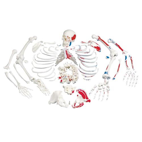 3B Scientific Menschliche Anatomie - Skelett mit Muskeldarstellung, unmontiert + kostenlose Anatomie App - 3B Smart Anatomy, A05/2 von 3B Scientific