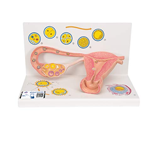 3B Scientific Menschliche Anatomie - Stadien der Befruchtung und Keimesentwicklung, 2-fache Vergrößerung + kostenlose Anatomie App - 3B Smart Anatomy 3B Scientific Menschliche Anatomie - Stadien der Befruchtung und Keimesentwicklung, 2-fache Vergrößerung + kostenlose Anatomie App - 3B Smart Anatomy von 3B Scientific