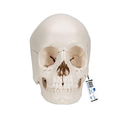 3B Scientific Menschliche Anatomie - Steckschädel Modell, in 22 Knochen zerlegbar + kostenlose Anatomie App - 3B Smart Anatomy, A290 3B Scientific Menschliche Anatomie - Steckschädel Modell, in 22 Knochen zerlegbar + kostenlose Anatomie App - 3B Smart Anatomy, A290 von 3B Scientific