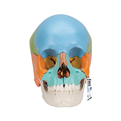 3B Scientific Menschliche Anatomie - Steckschädelmodell - Didaktische Version, 22-tlg. + kostenlose Anatomie App - 3B Smart Anatomy 3B Scientific Menschliche Anatomie - Steckschädelmodell - Didaktische Version, 22-tlg. + kostenlose Anatomie App - 3B Smart Anatomy von 3B Scientific