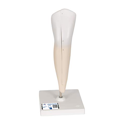 3B Scientific Menschliche Anatomie - Unterer Eckzahn, 2-teilig + kostenlose Anatomie App - 3B Smart Anatomy 3B Scientific Menschliche Anatomie - Unterer Eckzahn, 2-teilig + kostenlose Anatomie App - 3B Smart Anatomy von 3B Scientific