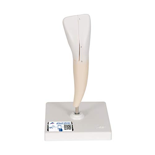 3B Scientific Menschliche Anatomie - Unterer Schneidezahn, 2-teilig + kostenlose Anatomie App - 3B Smart Anatomy 3B Scientific Menschliche Anatomie - Unterer Schneidezahn, 2-teilig + kostenlose Anatomie App - 3B Smart Anatomy von 3B Scientific