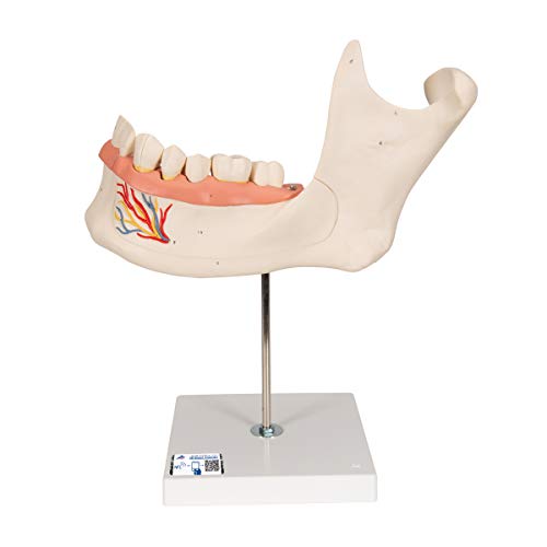 3B Scientific Menschliche Anatomie - Unterkieferhälfte, 3-fache Größe, 6-teilig + kostenlose Anatomie App - 3B Smart Anatomy 3B Scientific Menschliche Anatomie - Unterkieferhälfte, 3-fache Größe, 6-teilig + kostenlose Anatomie App - 3B Smart Anatomy von 3B Scientific