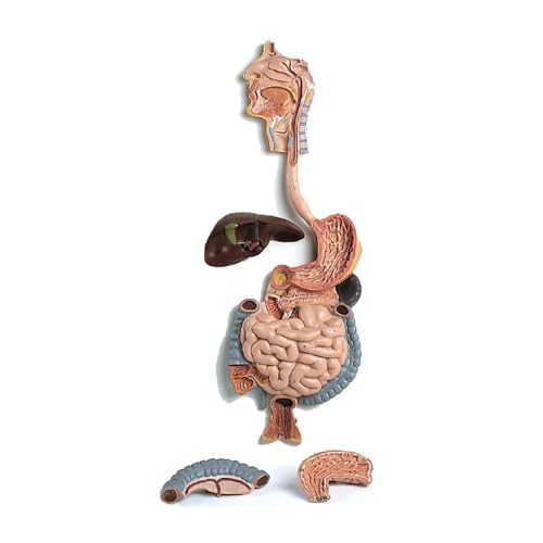 3B Scientific Menschliche Anatomie - Verdauungsapparat, 2-teilig + kostenlose Anatomie App - 3B Smart Anatomy von 3B Scientific