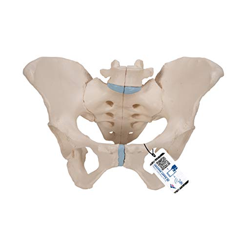 3B Scientific Menschliche Anatomie - Weibliches Becken Modell, 3-teilig + kostenlose Anatomie App - 3B Smart Anatomy 3B Scientific Menschliche Anatomie - Weibliches Becken Modell, 3-teilig + kostenlose Anatomie App - 3B Smart Anatomy von 3B Scientific