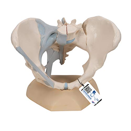 3B Scientific Menschliche Anatomie - Weibliches Becken mit Bändern, 3-teilig + kostenlose Anatomie App - 3B Smart Anatomy 3B Scientific Menschliche Anatomie - Weibliches Becken mit Bändern, 3-teilig + kostenlose Anatomie App - 3B Smart Anatomy von 3B Scientific