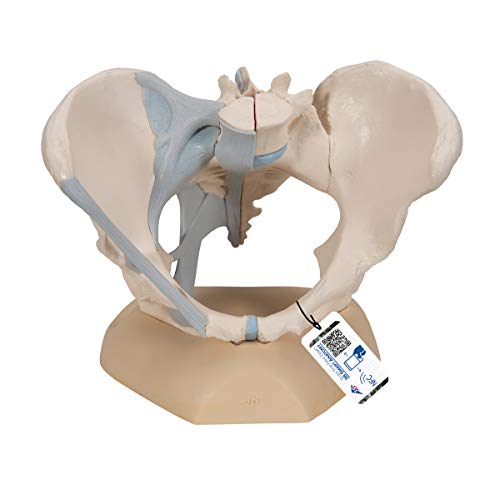 3B Scientific Menschliche Anatomie - Weibliches Becken mit Bändern, 3-teilig + kostenlose Anatomie App - 3B Smart Anatomy von 3B Scientific