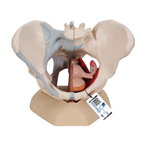 3B Scientific Menschliche Anatomie - Weibliches Becken mit Bändern mit Medianschnitt durch Beckenbodenmuskulatur und Organe, 4-teilig + kostenlose Anatomie App - 3B Smart Anatomy, H20/3 von 3B Scientific