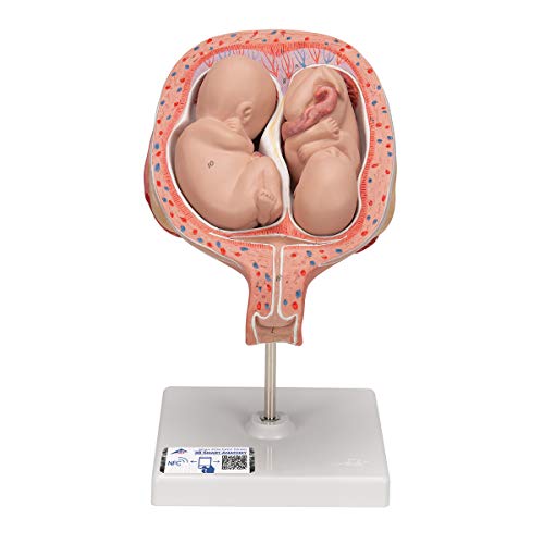 3B Scientific Menschliche Anatomie - Zwillingsfeten, 5. Monat, normale Position + kostenlose Anatomie App - 3B Smart Anatomy von 3B Scientific