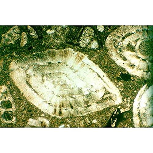 3B Scientific Mineralogie - Gesteinsdünnschliffe Sedimentite von 3B Scientific