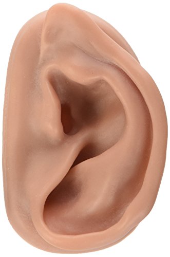 3B Scientific N15/1R Akupunkturmodell für das rechte Ohr von 3B Scientific