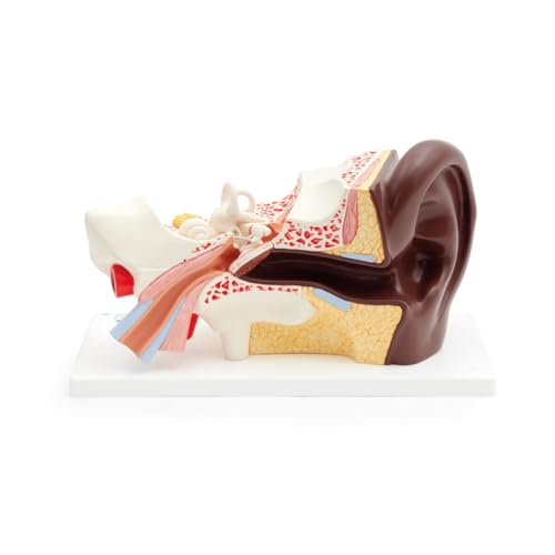 3B Scientific Ohrmodell, 3-fache Größe, 4-teilig, dunkle Hautfarbe - 3B Smart Anatomy von 3B Scientific