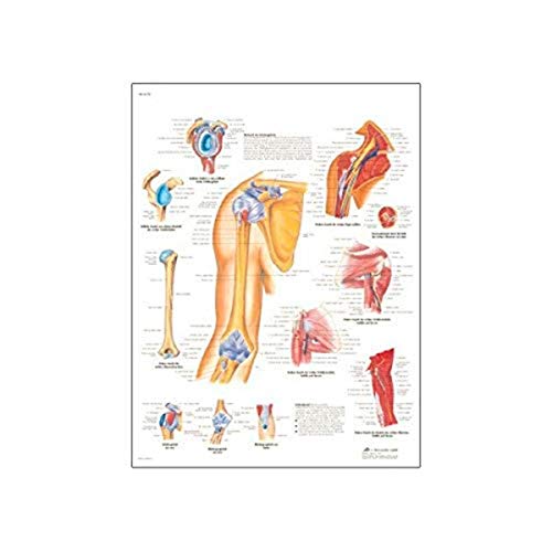 3B Scientific Papier bedruckt, Schultern und Ellenbogen, 1 von 3B Scientific