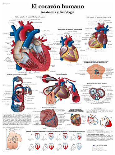 3B Scientific Papier bedruckt, das menschliche Herz, Anatomie und Physiologie, 1 von 3B Scientific