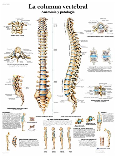 3B Scientific Papier bedruckt, die Wirbelsäule, Anatomie und Pathologie, 1 von 3B Scientific