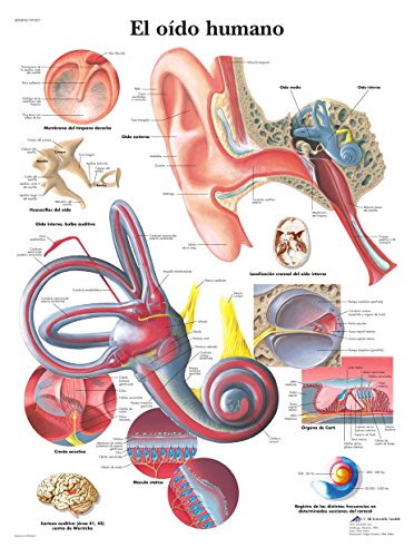 3B Scientific Plakat, bedruckt, das menschliche Gehör, 1 von 3B Scientific