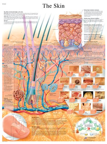 3B Scientific Plakat „Die Haut“, laminierte Version, 1001512 (evtl. nicht in deutscher Sprache) von 3B Scientific