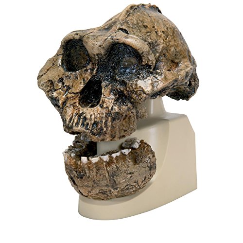 3B Scientific - Schädelreplikat Australopithecus boisei (KNM-ER 406 und Omo L7A-125) von 3B Scientific