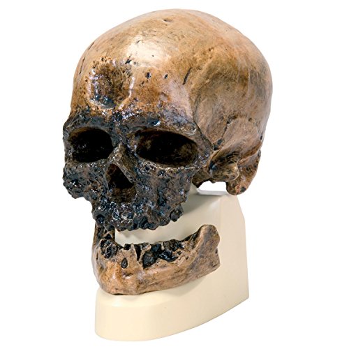 3B Scientific - Schädelreplikat Homo sapiens (Crô-Magnon), Mittel von 3B Scientific