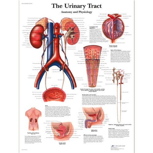 3B Scientific Schaubild der Harntrakt Diagramm, laminated, 1 von 3B Scientific