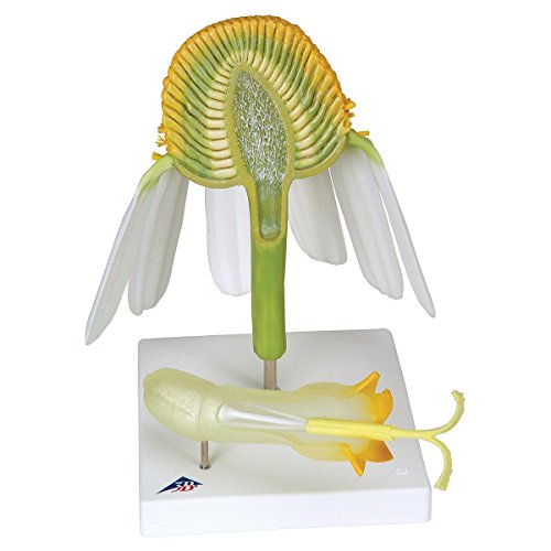 3B Scientific T21023 Kamillenblüte (Matricaria chamomilla), Modell von 3B Scientific