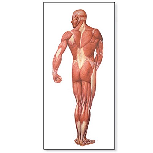 3B Scientific V2005M Lehrtafel, Die Muskulatur des Menschen, Rückseite von 3B Scientific