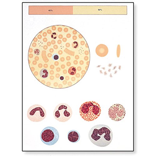 3B Scientific V2031U Lehrtafel, Das Blut I, Zusammensetzung von 3B Scientific