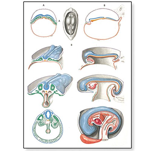 3B Scientific V2067M Lehrtafel, Embryologie II von 3B Scientific