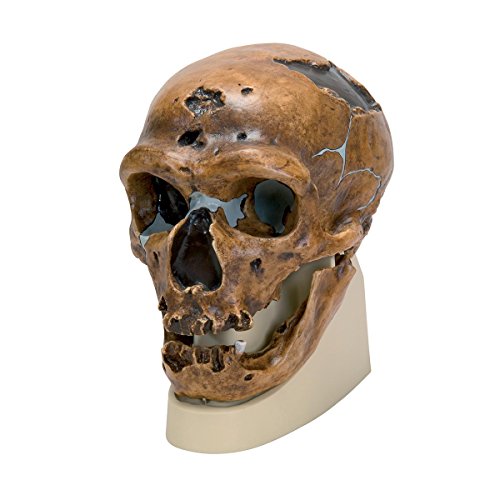 3B Scientific VP751/1 Homo Neanderthalensis Schädel (La Chapelle-Aux-Saints 1) Modell, Nachbildung von 3B Scientific