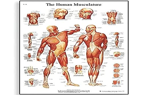 3B Scientific VR1118UU Menschliche Anatomie, englische Lehrtafel „Human Musculature“, Papierausgabe 4006652 von 3B Scientific