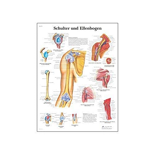 3B Scientific VR1170UU Lehrtafel „Shoulder and Elbow“ (Englische Version) von 3B Scientific