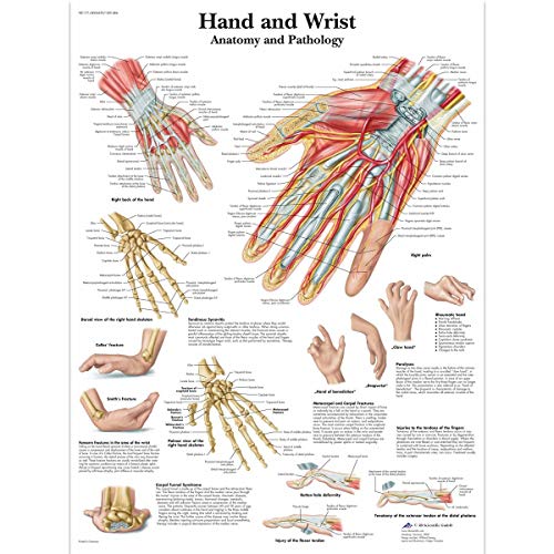 3B Scientific VR1171UU Human Anatomy, Hand und Handgelenk Anatomie/Pathologie Schaubild, Papierversion, 0,25 x 50,8 x 63,5 cm von 3B Scientific