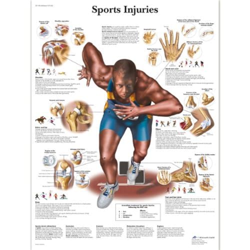 3B Scientific VR1188L Anatomie des Menschen – Schaubild der Sportverletzungen, laminierte Version 3B Scientific VR1188L Anatomie des Menschen – Schaubild der Sportverletzungen, laminierte Version von 3B Scientific