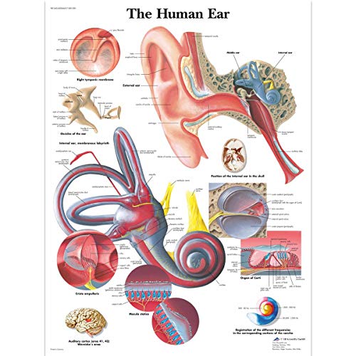 3B Scientific VR1243UU Menschliche Anatomie - Lehrtafel des menschlichen Ohrs, Papierversion von 3B Scientific
