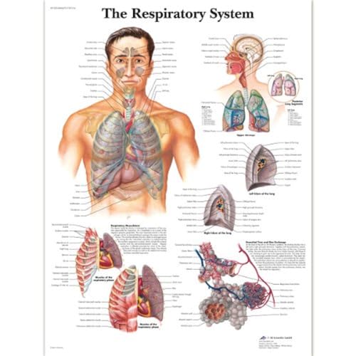 3B Scientific VR1322L Menschliche Anatomie „The Respiratory System“, Poster zum Atmungssystem (englische Version), laminiert von 3B Scientific