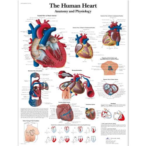 3B Scientific VR1334L Menschliche Anatomie „The Human Heart“ Diagramm, laminierte Version (englische Version) von 3B Scientific