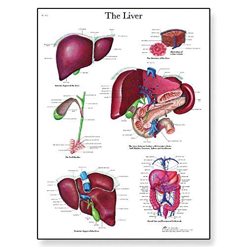 3B Scientific VR1425UU Menschliche Anatomie - Leberdiagramm, Papierversion von 3B Scientific