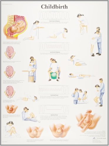 3B Scientific VR1555UU Menschliche Anatomie – Geburtsdiagramm, Papierversion, unlaminiert von 3B Scientific