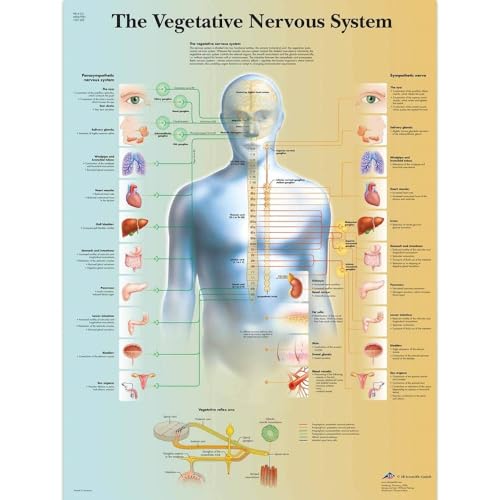 3B Scientific VR1610L Human Anatomy – Das vegetative Nervensystem Diagramm, laminierte Version von 3B Scientific
