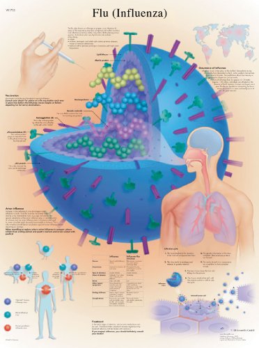 3B Scientific VR1722L Anatomie - Grippe-Diagramm, laminierte Version 3B Scientific VR1722L Anatomie - Grippe-Diagramm, laminierte Version von 3B Scientific