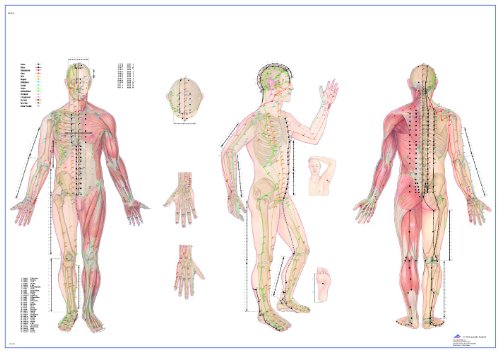3B Scientific VR1820L Human Anatomy Akupunkturtafel, 98 x 68 cm, laminiert (Englische Version) von 3B Scientific