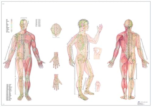 3B Scientific VR1820L Human Anatomy Akupunkturtafel, 98 x 68 cm, laminiert (Englische Version) von 3B Scientific