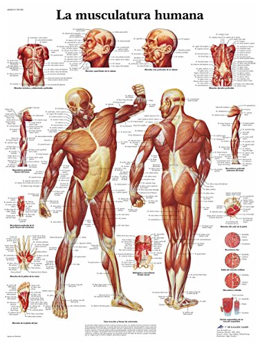 3B Scientific VR3118UU Anatomisches Poster "Die menschliche Musculatur", Einheitsgröße, mehrfarbig von 3B Scientific