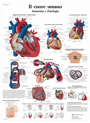 3B Scientific VR4334L Poster Menschliches Herz, Anatomie und Physiologie von 3B Scientific