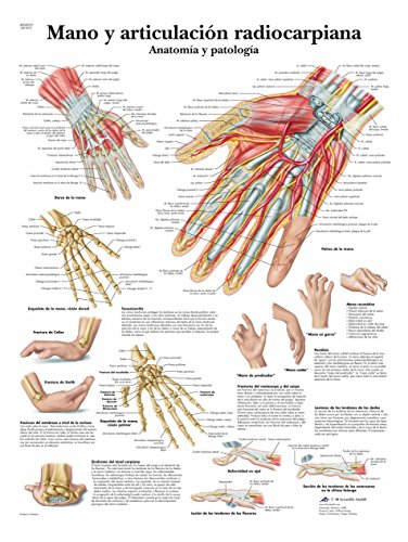 3B Scientific auf Papier gedruckt, Hand und radiocarpiana Artikulation, Anatomie und Pathologie, 1 von 3B Scientific